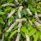 Semillas de laurel cerezo, Prunus laurocerasus, plantas raras Las plantas de laurel cerezo son resistentes, arbustos de crecimiento rápido Arbustos florecientes resistentes Variedades 30pcs