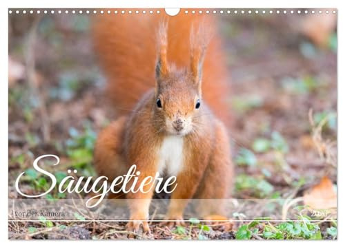 Säugetiere vor der Kamera (Wandkalender 2026 DIN A3 quer), CALVENDO Monatskalender: Sie sehen heimische Säuger in ihrer Umgebung (CALVENDO Tiere)
