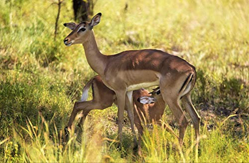 hansepuzzle 84303 - Rehe Puzzle 500 Teile | Natur Puzzle mit hochwertiger Puzzle Aufbewahrung: Kartonbox und wiederverschließbarem Beutel | Puzzle-Maße: 46 x 30 cm