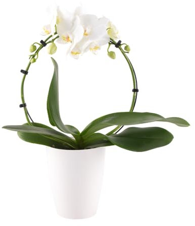 Orchideenbogen Weiß, Topfgröße 12 cm, blühende Zimmerpflanze, Phalaenopsis mit Bogen, Höhe circa 45 cm, Orchideenversand, echte Orchidee