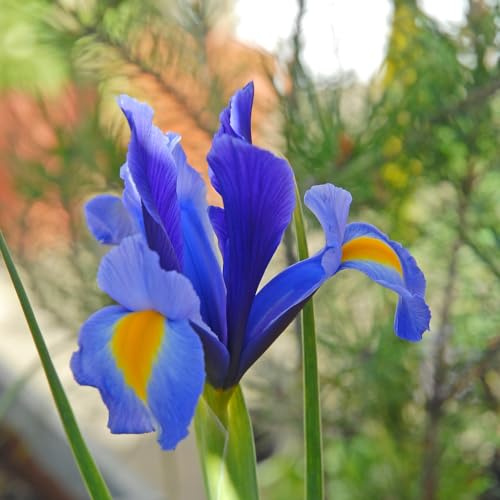 Iris Bulbs - Hollandica Mix - Hardy Perennial - Summer Colourful Flowers - Ideal Fresh Cut Flower Arrangement or Patio Display - 20x Bulbs by Thompson and Morgan