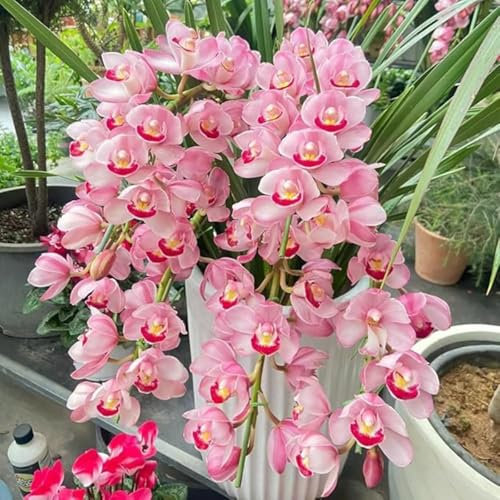 Cymbidium Bulbos,Bulbos de phalaenopsis,Bulbos De orquidea cymbidium,Plantas raras,plantas aromáticas de Cymbidium,Cymbidium orchidee,Orquídeas Plant,decoración de jardines.-3bulbos-G