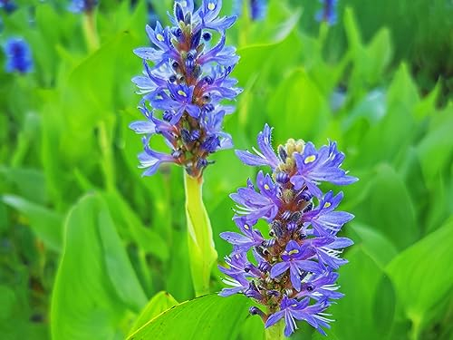 Hechtkraut | Herzblättriges Hechtkraut | Pontederia cordata | Wasserpflanze | Teichpflanze | winterhart | dauerblüher | blaue Blüte | für bis zu 30 cm Wasserstand