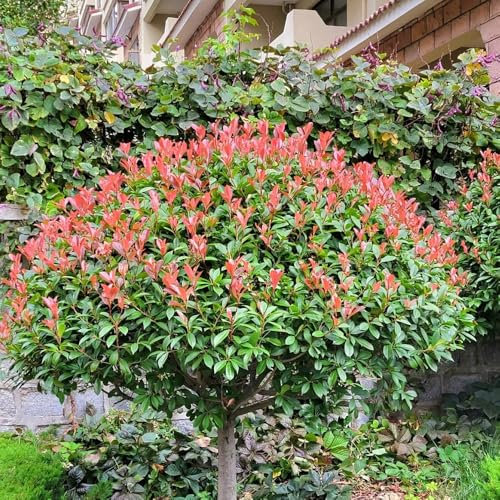 100 piezas Semillas de Photinia Red Robin Plantas plantas de jardín exóticas, plantas perennes resistentes. Semillas de níspero plantar semillas, plantar árboles plantas decorativas,