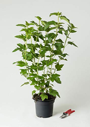 Schwarze Johannisbeere Titania - Ribes nigrum Titania 40-60 cm hoch - Garten von Ehren