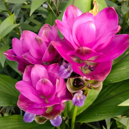 300 pcs kurkuma samen zum einpflanzen, schnittblumen, exotische pflanzen, kurkuma pflanze samen (Curcuma alismatifolia) blumen für balkon, bio saatgut blumenwiese, topfpflanzen echt