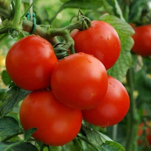 150 Körner Tomate ancienne très produktiv MONEYMAKER (Lyc Es.) N53 TOMATENSAMEN