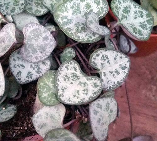 Portal Cool 3 X 12 & # 034; Boutures: [bouture] String Of Hearts - Ceropegia Woodii - Hanging Succulent - Malte