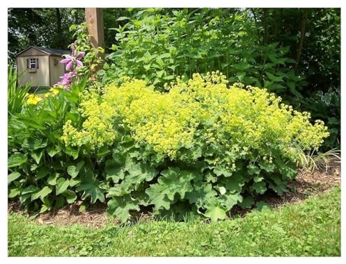 Stauden Gänge 1 x Alchemilla mollis Weicher Großer Frauenmantel winterhart | Winterharter Bodendecker für Sonne bis Halbschatten, Blüte Mai bis Juli, mehrjährig, 9x9 cm Topf