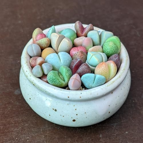 SUNNYPLANTS - Lebende Edelsteine Samen, Lithops Samen, Mesemb Samen, Lebende Steine Samen, Sukkulenten Samen, Kaktus Samen (1000)