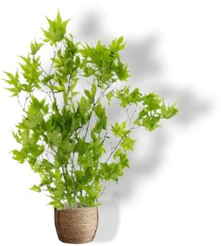 Plante Stabilisée en Pot érable Vert – Décoration Naturelle sans Entretien – Végétaux Stabilisés Durables – Plante d’Intérieur sans Arrosage
