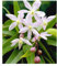 BALDUR Garten Duft-Clematis 'Armandii' Waldrebe winterhart, 1 Pflanze, Klematis mehrjährige blühende Kletterpflanzen, bienenfreundlich und schmetterlingsfreundlich, blühend, Clematis Hybride