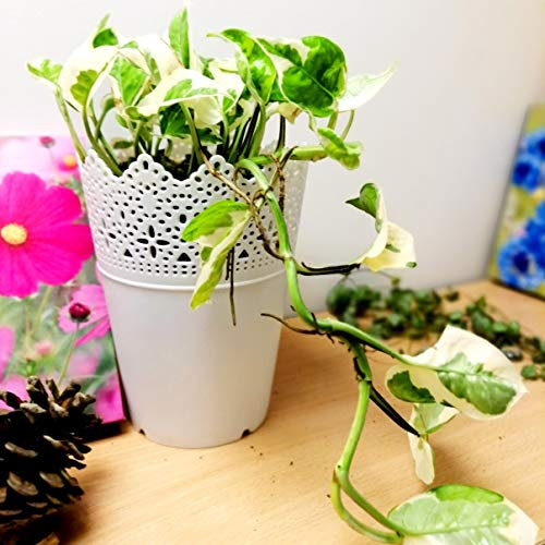 Easy Plants® 1 Evergreen Devil's Ivy Golden Pothos Ivy Arum @ White Floral Pot