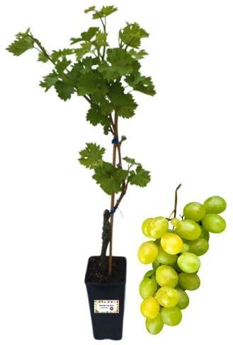 P. Piantine da Orto | Victoria Vite da Tavola, Vaso 2 L, Pianta Pronta per il Trapianto, Pianta Vera da Esterno, Uva da Tavola da Mangiare, Vivaio Italiano