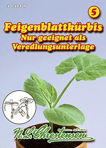 Feigenblattkürbis, zur Veredelung N.L.Chrestensen Samen 464029-B