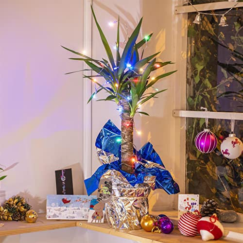 Yucca - Pianta di palma in confezione regalo, con luci a forma di fata, colore a scelta