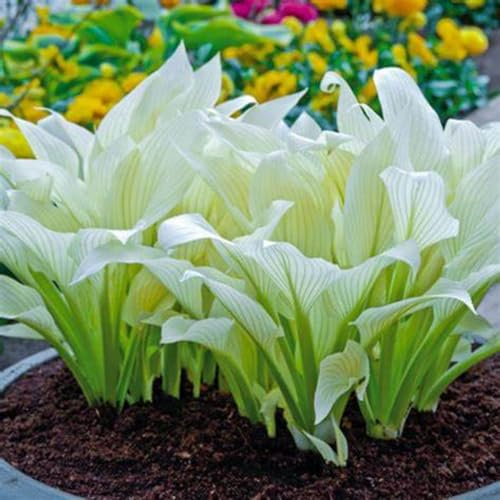 Hosta zwiebeln Hardy funkien Hardy perennial funkien Hosta pflanze Hosta pflanze winterhart