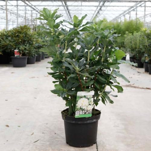 Rhododendron 'Persil' - Deciduous Azalea with Snowy White Trumpet Blooms – 1x 7 Litre Potted Plants by Thompson & Morgan
