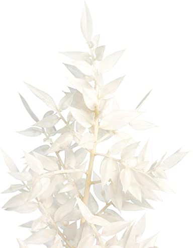 Blumigo Ruscus getrocknet im Bund - 5 Stiele - Echte gebleichte Trockenblumen - Farbe Weiß - Natur Deko für die Vase - Bleached