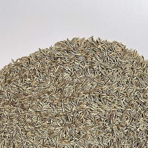 FESTUCA ARUNDINACEA | Alfombra Césped | El campesino (10 Kg)