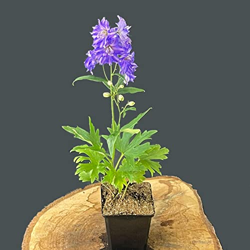 Delphinium x cultorum Pacific 'Blue Bird' / Rittersporn 'Astolat'
