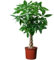 10 Stück Bonsai Pachira Aquatica Macrocarpa Samen Geldbaum Samen Schöne Gesundheitspflanzen für Zuhause
