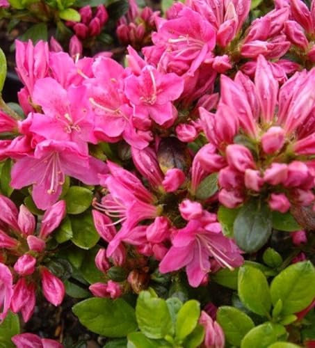 Rhododendron obtusum 'Kermesina' 15-20 cm Japanische Azalee Alpenrose rosa