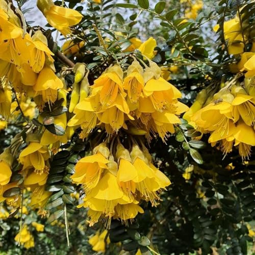 Plant Theory Sun King Kowhai Sophora Shrub Plant 3L Pot
