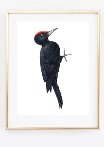 Din A4 Kunstdruck ohne Rahmen - Schwarzspecht Specht Vogel Natur Zeichnung Druck Poster Bild
