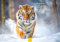 Edition Seidel Premium Kalender Faszination Tiger 2025 Format DIN A4 Wandkalender Tierkalender Afrika Asien Raubtier Wildtier Raubkatze Katze Welpe