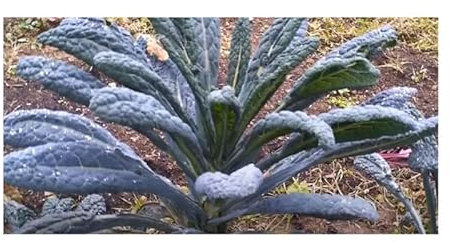 Stk - 30x Toskanischer Palmkohl Nero di Toscana Grünkohl Garten Pflanzen - Samen KS130 - Seeds & Plants Shop by Ipsa