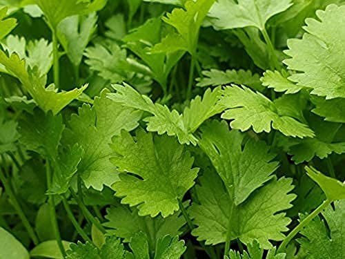 Herb Plants, 'Coriander', 1 x Full Plant in a 9cm Pot, Coriander Plants, Kitchen Garden, Indoor, Garden Ready and Ready to Plant, Premium Quality Herbs
