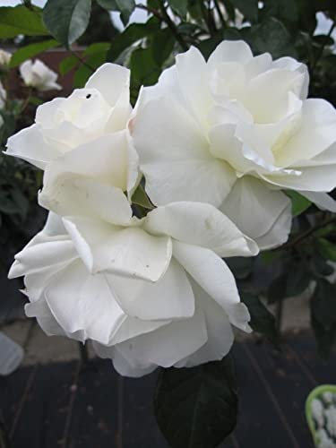 Stammrose Snow Princess® - duftend - Rosa Snow Princess®