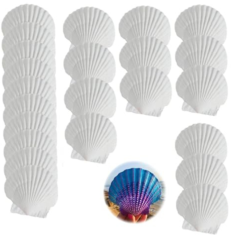 DINGFENG Mariage 25 5 7 Coquillages Saint Jacques Naturels Blancs Cm DIY