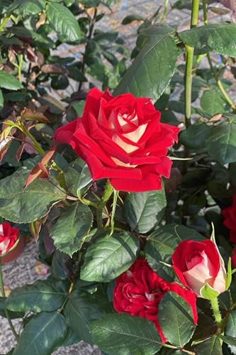 Pianta di Rosa Grandiflora cespuglio di rosa fiori grandi vari colori pianta ornamentale da esterno pianta vera venduta da eGarden.store (Rosso-Bicolor)