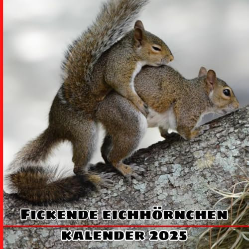 Fickende Eichhörnchen kalender 2025