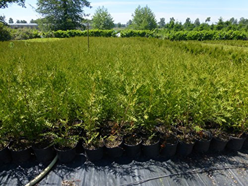 Thuja Lebensbaum Brabant 60-70 cm 100 St. Hecke Heckenpflanze