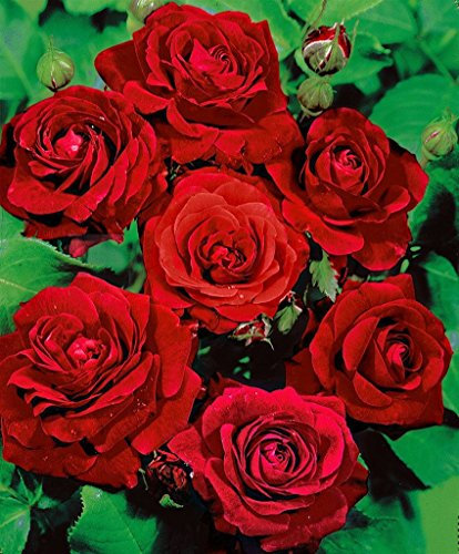 Pianta da esterno roseto ROSA ROSSA PLANTARETTE 'QUEEN OF ROSES'