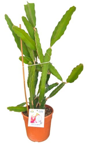 Pianta di PITAYA (ALTEZZA, 90-100 cm) - Il Frutto del Drago - Azienda agricola Carmazzi