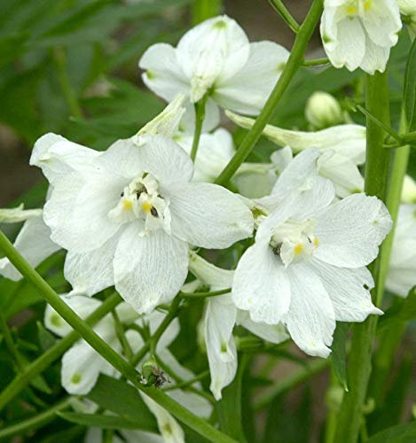 Rittersporn Moerheim - Delphinium belladonna