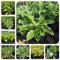 Semi di Hosta - piante per giardino Hosta plantaginea - decorazione da giardino per esterni perenni perenni resistenti vecchie varietà di semi pianta hosta resistente decorazione 350pcs