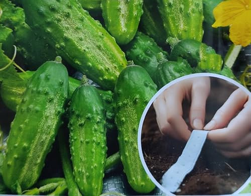 Cornichon Saatband, 6 Meter Länge, 3x2m, Paris Sorte, Saftig und Knackig