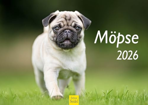 Edition Seidel Premium Kalender Möpse 2026 DIN A3 Wandkalender Hundekalender Mops Hunde Haustiere Welpen Hunderasse