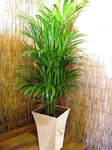 Easy Plants Palmier en pot Milano Blanc brillant 120/140 cm, Pot Plante Intérieur