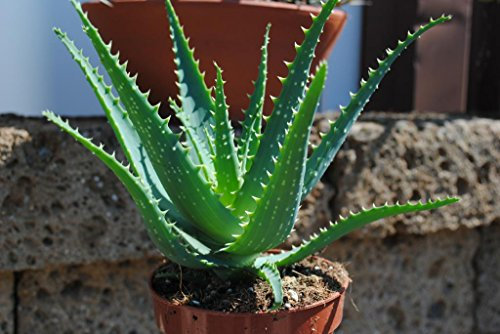 Aloe arborescens,kräftige Heilaloe,12er Topf,ca.25-30cm hoch,anerkannte Heilpflanze!