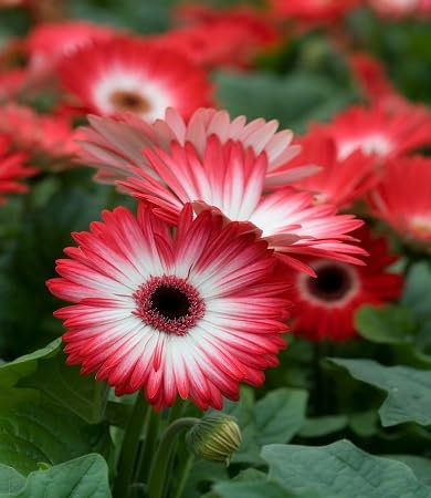 100 graines de marguerites