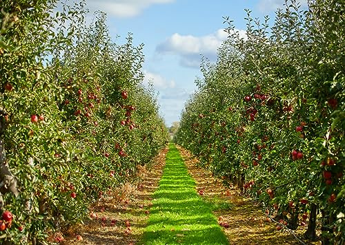 BELECO 3x2m Piedi Sfondo Fotografico in Tessuto Frutteto di Mele Autunnale Fattoria, Alberi Sentiero Raccolto, Decorazioni per Festival Contadini e Bambini