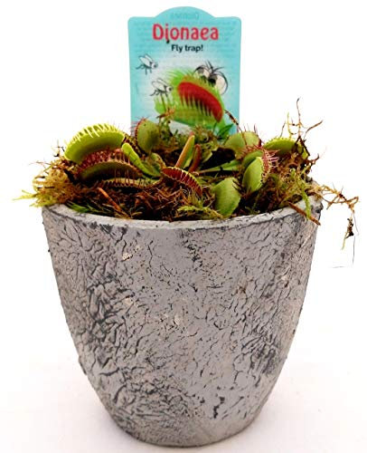 POWERS TO FLOWERS - DIONAEA MUSCIPULA IN VASO PIETRA, pianta vera