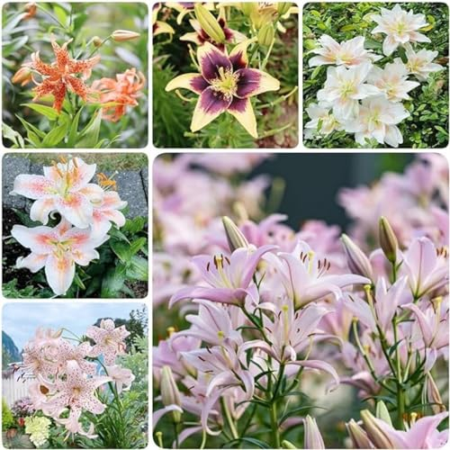 Lilien zwiebeln,Winterharte,lilie riesen,lilie ismene,lilienknollen,lilien deko,lilien im topf,asiatische lilien,lilien zwiebeln winterhart mehrjährig,lilien,lilie forever susan.-4zwiebeln-A