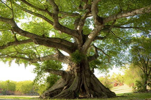 Papier Peint Photo INTISSÉ-ARBRE-250x186 cm-(499AE)-Nature Arbres d'automne Lac Paysage Arbre Bouleaux Jungle Colle Inclus Mural Décor Motif Poster Géant Stickers Muraux Optique Moderne Fond Effet